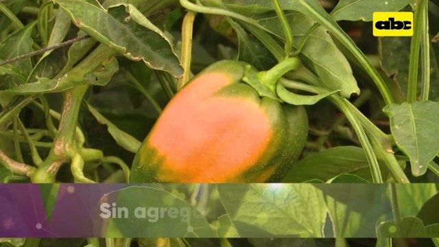Video: producción de locotes de colores y sus ventajas