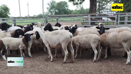 Video: habilitada la importación de semen ovino y caprino, de Brasil a Paraguay