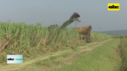 Video: manejo de caña de azúcar en siembra y el fenómeno de “El Niño”
