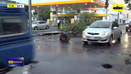 Video: Árbol caído en avenida Boggiani