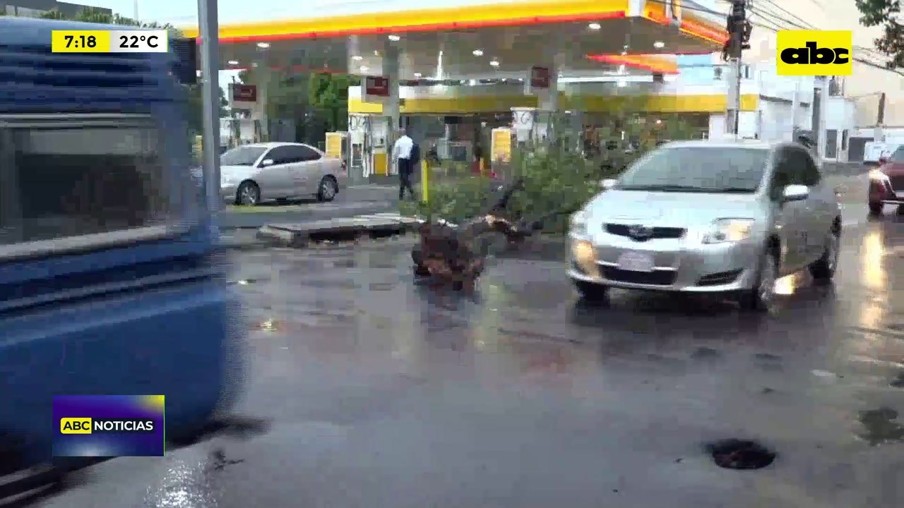 Video: Árbol caído en avenida Boggiani