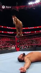 AI getting out of control 🐴 #wrestling #wrestlingreels #ai #🐴 #🐎 #wrestlingmemes #memes #frog