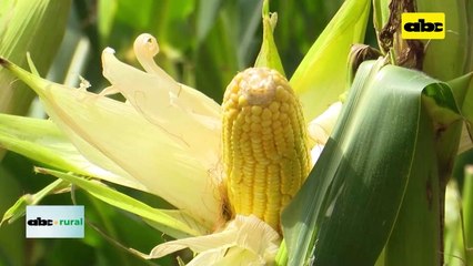 Video: maíz VTPRO 4 mejorado y con mayores tolerancias