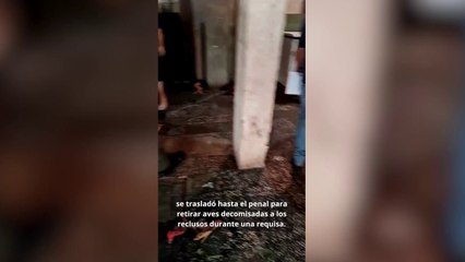 Rescatan varias aveces de la cárcel de Tacumbú