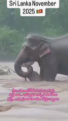 2a57ff21dfb24f979ad7a1fdb33d6294