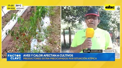 Ayolas: aves y calor afectan a cultivos