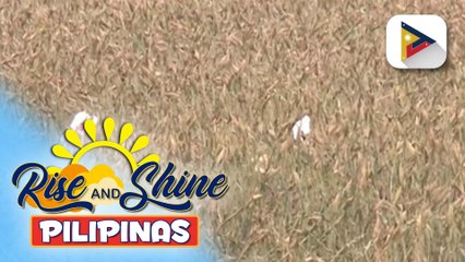 D.A., tututukan ang pagpapalakas sa ani ng mais at iba pang feed crops; Philippine White Corn Industry Roadmap 2024-2029, nakalatag na | ulat ni Vel Custodio