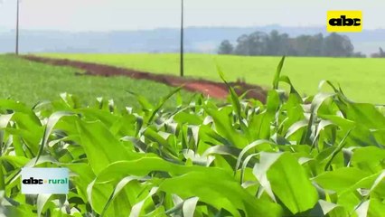 Video: importancia del magnesio en los cultivos