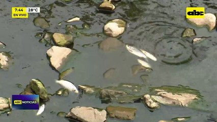 Video: mortandad de peces en arroyo Lambaré