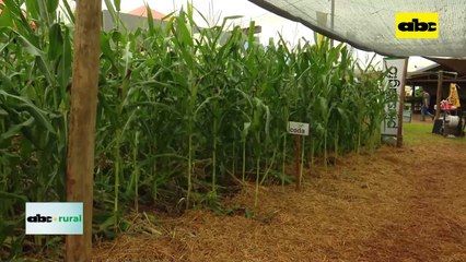 Video: paquete de fertilización de maíz para mejores rendimientos