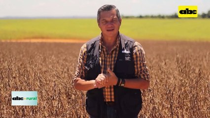 Video: compactación afecta a suelos agrícolas en Paraguay