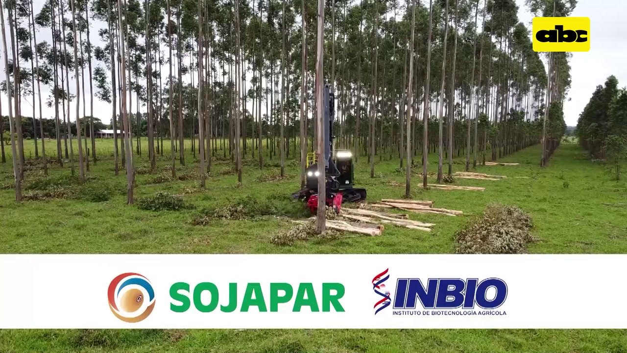 Video: demostración dinámica de máquina cosechadora forestal en Volendam