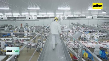 Video: exportación de carne de ave en 2023, la mejor en los últimos 12 años