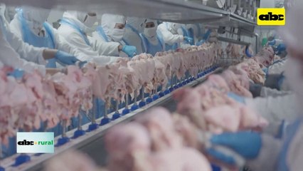 Video: exportación de productos avícolas aumentó 32 por ciento