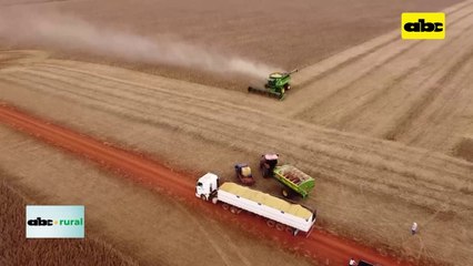 Video: cómo se forma el precio para la venta de granos