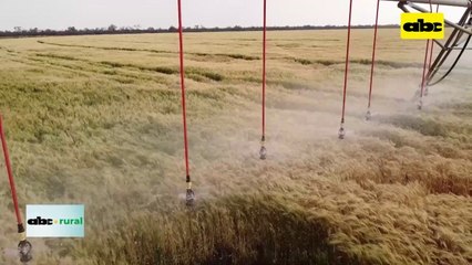 Video: FAO destaca que importancia de zonas irrigadas en agricultura