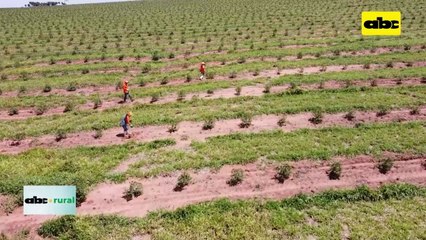 Video: cultivos forestales y su potencial como madera natural y tratada