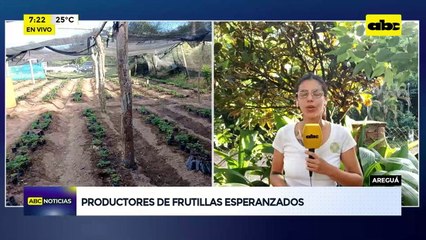 Video: Productores de frutilla esperanzados