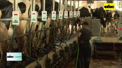Video: cómo apuntar a lograr vacas más productivas en lechería
