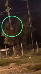 Así roban cables en el barrio Botánico de Asunción