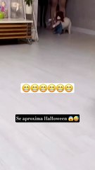 Dog So Funny movement 😱 😁😁