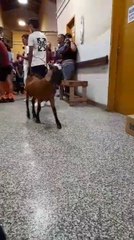 Una cabra paseando por los pasillos del Hospital de Ñemby