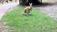 Australian kangaroo 🦘