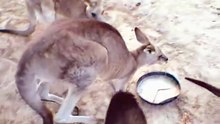 Australian kangaroo 🦘
