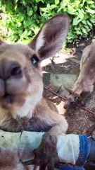 Australian kangaroo 🦘