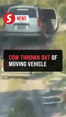 Cattle thief pushes cow out of a moving car in Pahang