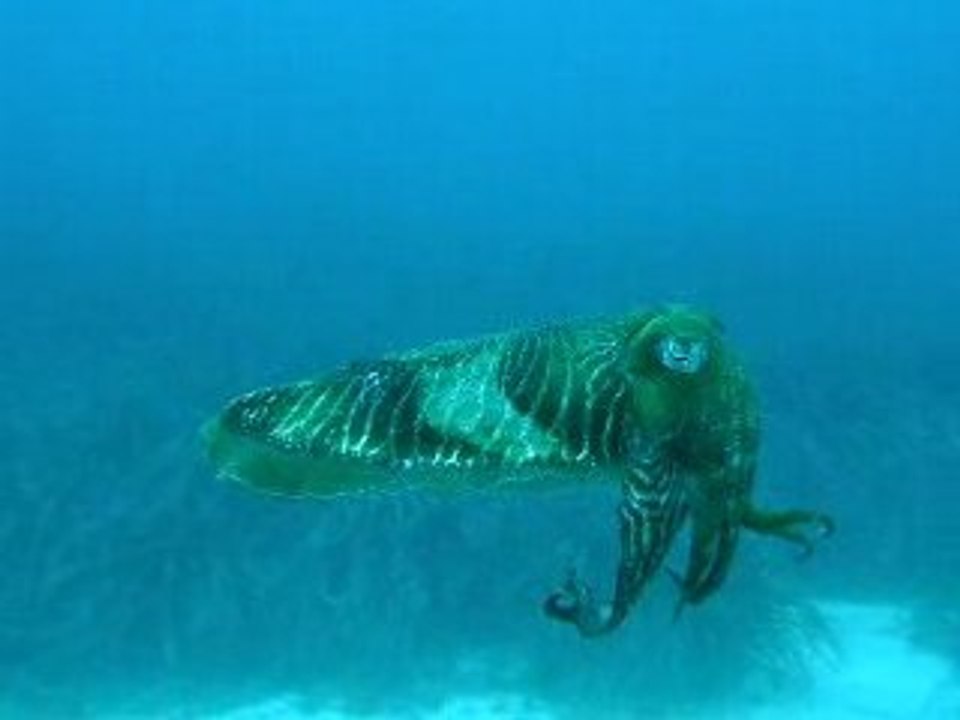 nage de la seiche