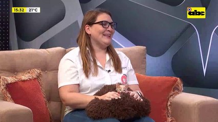 El frío y los gatos: abrigos ¿Si o no?