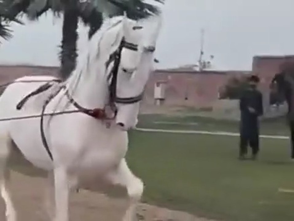 Beautiful white horse riding.