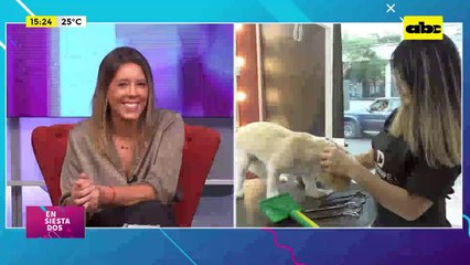 La peluquería canina se transforma en arte: ¿Cómo escoger el corte de pelo para tu perro?