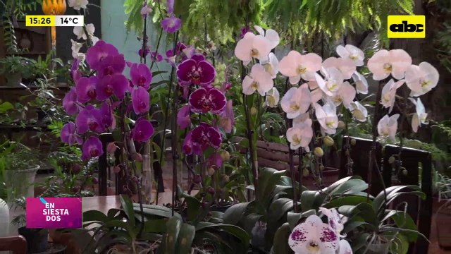 Video: cuidados y tipos de orquídeas