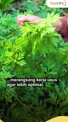 Manfaat Daun Kenikir: Khasiat, Asal Usul, dan Cara Konsumsinya