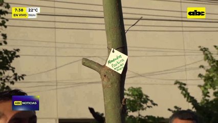 Sajonia: Plantan árboles mientras siguen las obras inconclusas