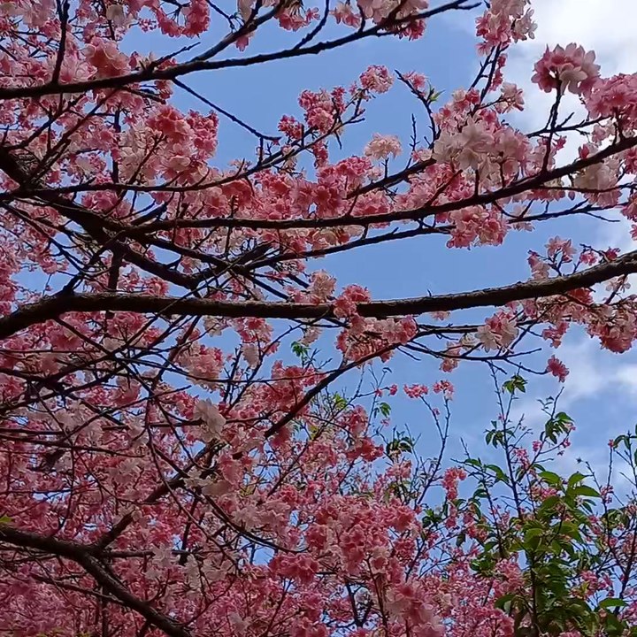 Cerezos en flor en La Paz, Itapúa