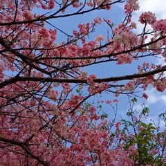 Cerezos en flor en La Paz, Itapúa