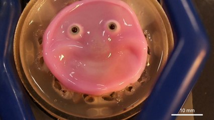 Crean un robot facial con piel ‘viva’ hecha de células humanas