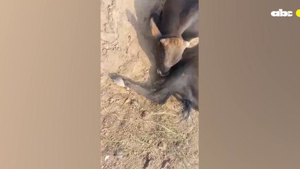 Animales vacunos comen tierra por deficiencia de minerales ante desoladora sequía