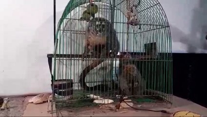 Piden refugio para “monos nocturnos” rescatados