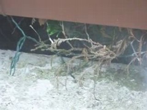 Fumigene avec balle de ping-pong