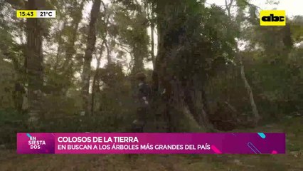 Colosos de la Tierra: en busca de los árboles más grandes del país