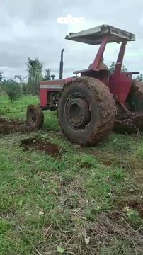 Yerbateros de Itapúa destruyen cultivos en protesta por bajos precios