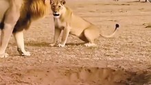 "A warthog pretends to be dead, a pair of lions approach it"