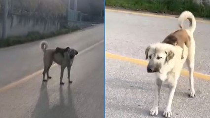 Bursa'da maymun, köpeğin sırtında böyle gezdi: İşte sevimli anlar!