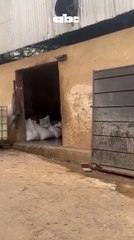 Cierran “tripería” en zona de Tablada