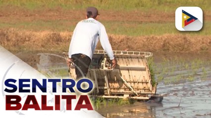 Pilipinas, target na manguna pagdating sa World’s Best Rice; MSRP sa carrots, ipatutupad simula sa Biyernes ayon sa D.A. | ulat ni Denisse Osorio