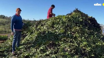 Productor de Yerba quema 17.000 kilos de yerba